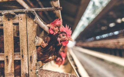 US egg farm culls millions of birds and then fires workers