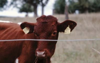 The meat industry’s attempts to ‘Go Green’ are an empty promise