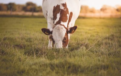 How much does animal agriculture contribute towards climate change?
