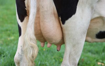 New report uncovers extent of animal agriculture’s contribution to GHG emissions