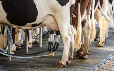 New research shows the huge impact of dairy industry on greenhouse gas emissions