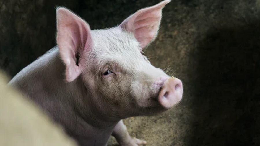 COVID-19 unveils the meat industry’s ugly secrets