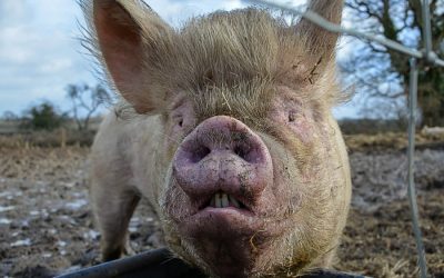 Fury as China plans to invest in Argentina’s hog industry