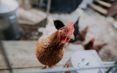 Halt approval of new poultry farms, says environmental campaign