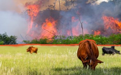 Slash meat consumption, curb deforestation to stop climate emergency