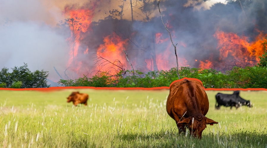 amazon fires and cattle