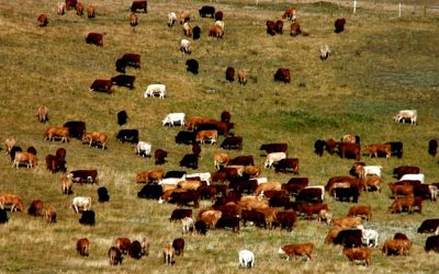 Ditching meat could reduce 16 years’ worth of CO2 emissions by 2050