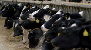 cows in diary factory farms