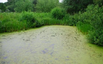 The link between Ireland’s water crisis and industrial farming