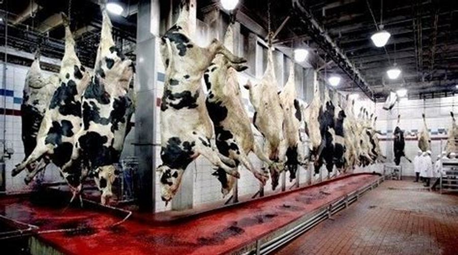 COVID-19 punishes industrial agriculture