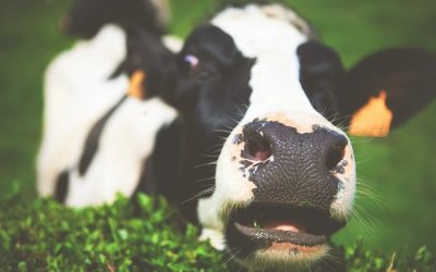 This is how meat and dairy are contributing to the climate crisis