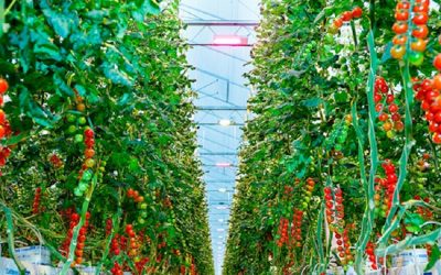 Kentucky indoor farm offers sustainable agricultural solution