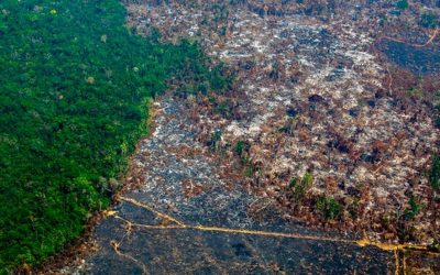 Banks should stop funding wild-life destruction, say activists