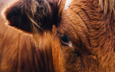 Meat consumption drops 3{85424e366b324f7465dc80d56c21055464082cc00b76c51558805a981c8fcd63} globally – biggest since turn of century
