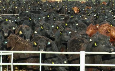 Intensive animal farming could severely jeopardise us from reaching Paris Accord goals