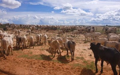 Industrial farming is destroying the earth and possibly leading to future human extinction