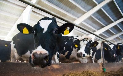 Environmental report suggests a health tax for meat and dairy companies