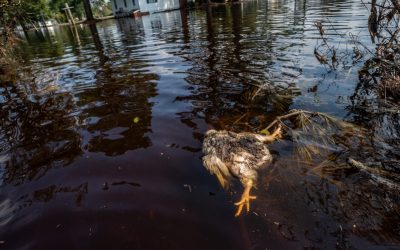 Chickens at risk as US hurricane season hits