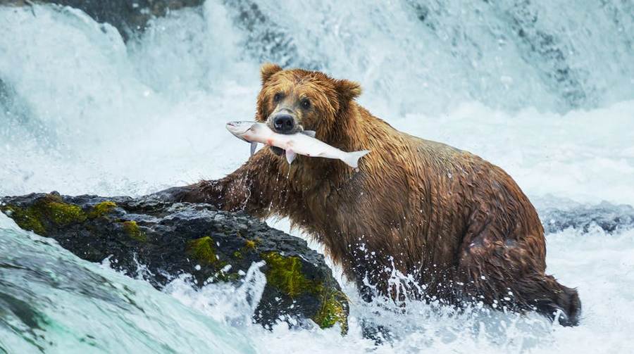grizzly bear with salmon