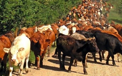 Replacing livestock products with plant alternatives best strategy to reversing climate change