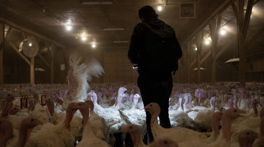 turkeys in factory farm