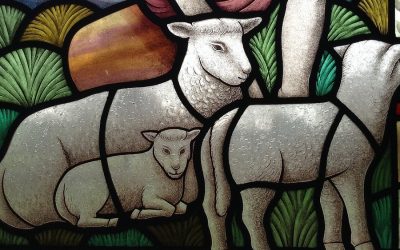 Churches asked to advocate for better animal welfare in farmed animals