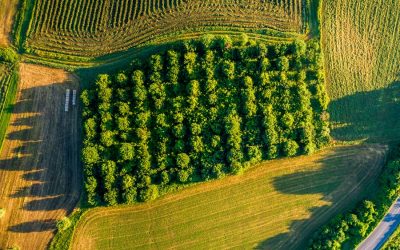 Restore farmland to nature to halt extinction and climate change