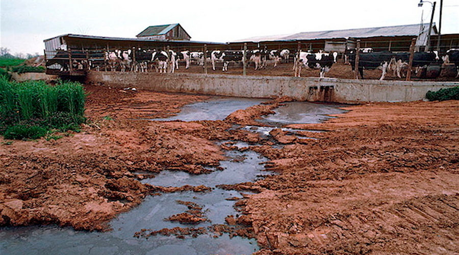 animal agriculture waste water