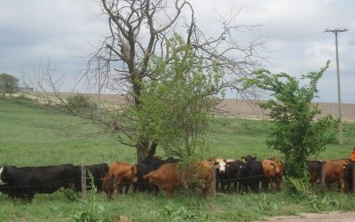 Curb emissions from Big Ag to reach climate goals says report