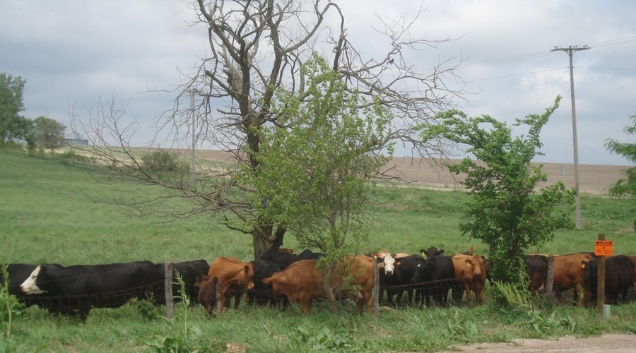 cattle in landscape