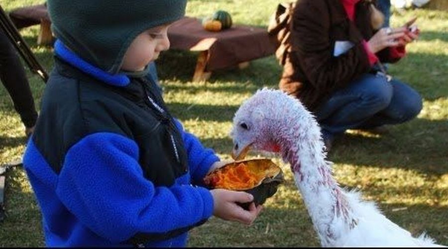 child with turkey