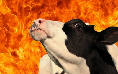 Animal agriculture preventing us from reaching climate goals