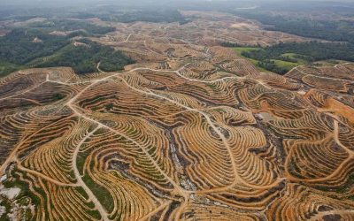 Activists ask banks not to loan to industries harming wildlife, forest amid the climate crisis