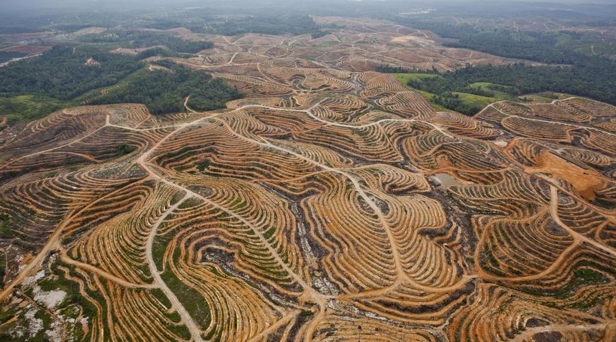 deforestation in the amazon