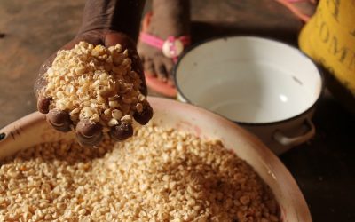 What is the connection between climate change, animal agriculture and food insecurity?