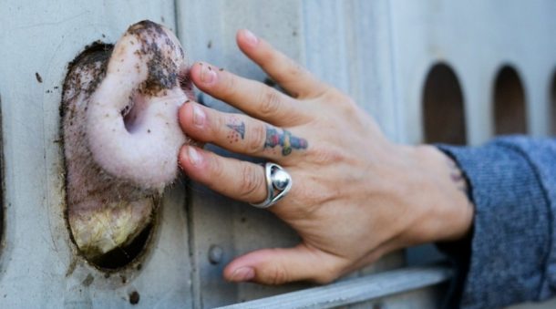 pig in slaughtertruck