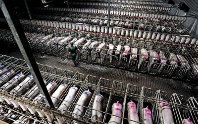 UN report names factory farming as a contributor to “Era Of Pandemics”