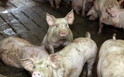 agriculture news