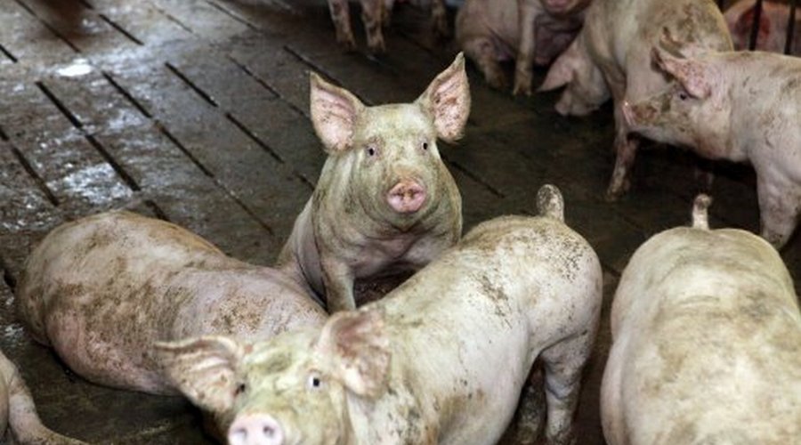 pigs in ukraine