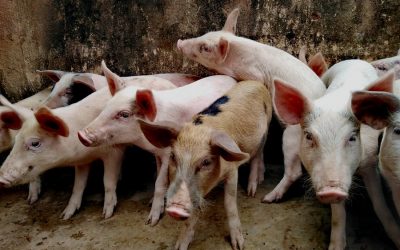 Superbug from factory farms a “real and present danger” as a result of antibiotic overuse