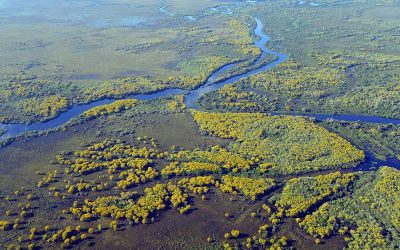 World leaders must help save Brazil’s Pantanal Wetlands