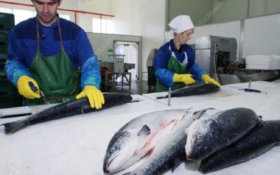 Factory-farmed salmon, what’s the catch?