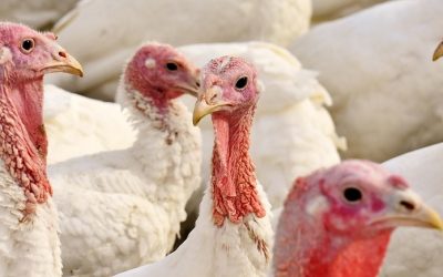Turkeys mass culled at North Yorkshire meat plant