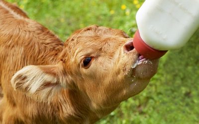 UK dairy farmers must prove they aren’t killing male calves