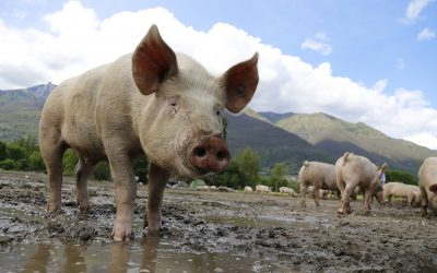 Meat industry attempts to greenwash climate impact of animal agriculture