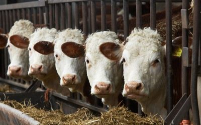 Industrial livestock is the new coal – it’s time we accepted this fact