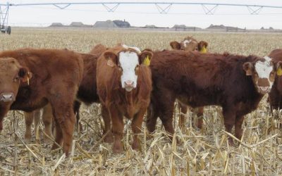 Eat less beef to save lives and help the planet says the Lancet