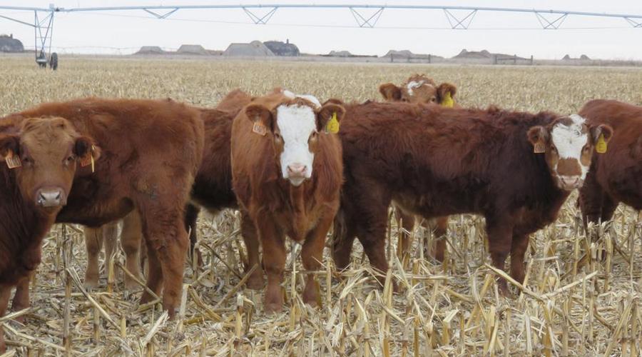cattle grazing 2