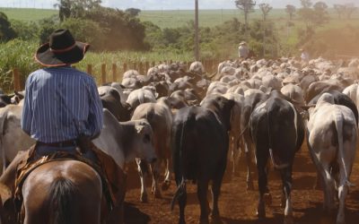 Workers on Brazil’s beef farms kept in slavery-like conditions
