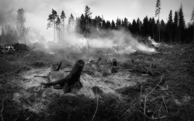 “Behind the fires” reveals destructive impact on cattle ranching in Brazil